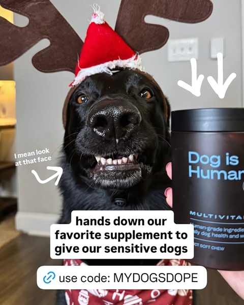 A close-up, personality-driven shot of a dog wearing antlers holding a supplement jar, emphasizing a positive user experience.